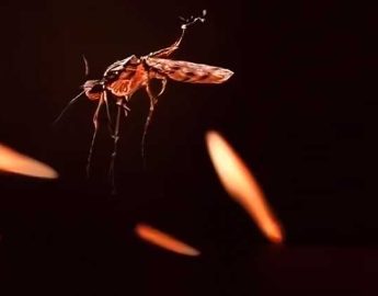 Dengue: conheça os 2 tipos de repelentes recomendados pela Anvisa