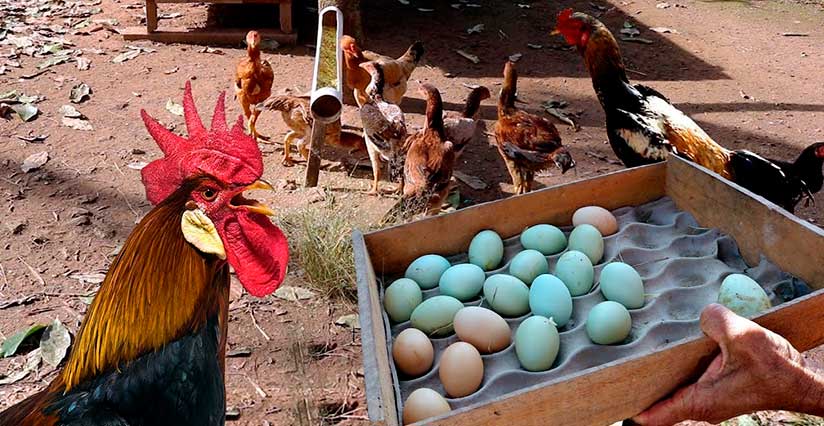 Galinhas gigantes de R$ 5 mil que produzem ovos de R$ 400 a dúzia em SC