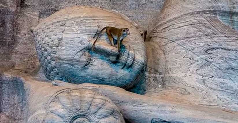 6 LUGARES EXTRAORDINÁRIOS HABITADOS APENAS POR ANIMAIS