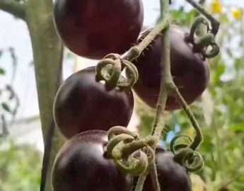 Tomate-preto: conheça a variedade exótica belga cultivada no Paraná
