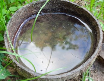 Guaramirim realiza ação contra o Aedes aegypti neste sábado (15)