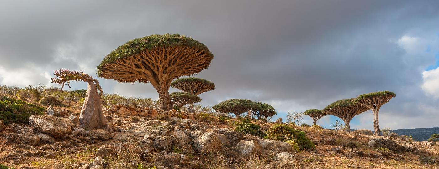 1. Ilha de Socotra, Iêmen: