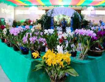Adori prepara a Exposição Sul-brasileira de Orquídeas para maio