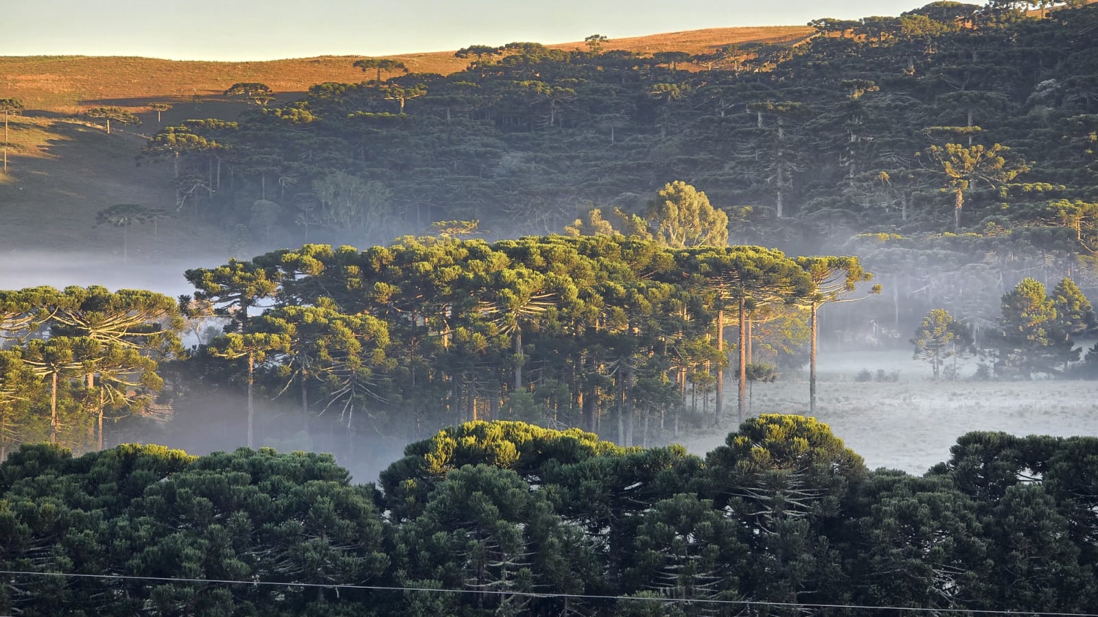 Primeira geada do ano em SC é registrada no Vale Caminhos da Neve na Serra Catarinense