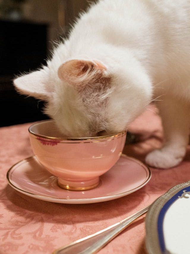 Alimentação para Gatos: Guia Completo para um Gatinho Feliz e Saudável