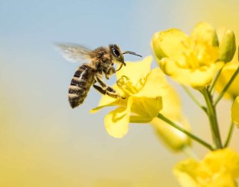 Hoje é Dia Mundial da Abelha: A importância das Abelhas para o ecossistema e a agricultura