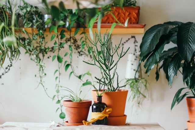Como-Fazer-as-Plantas-Resistirem-ao-Frio-00-11-06-24 (5)