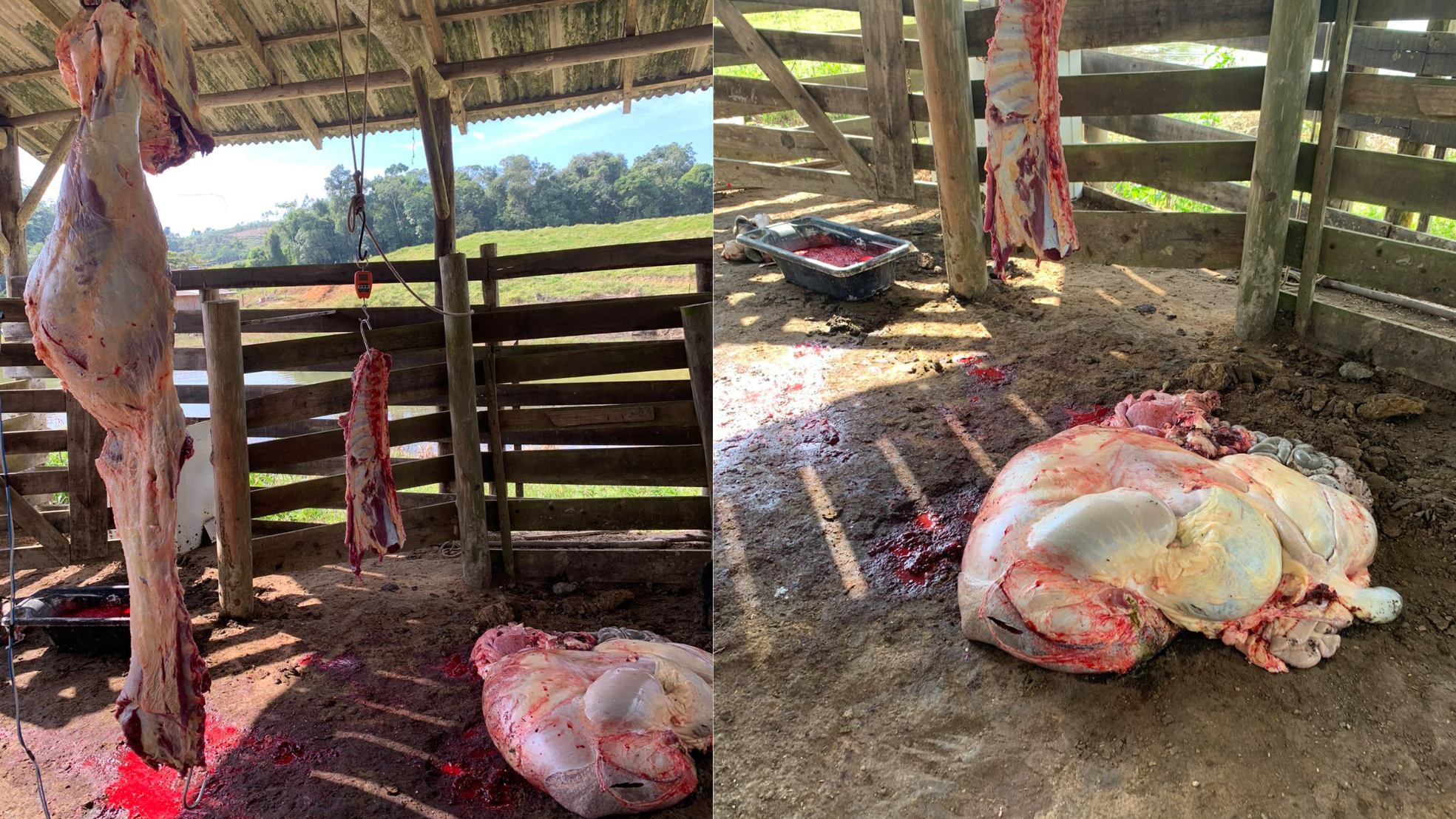 Serviço de Inspeção e Polícia Militar flagram abate ilegal de animal