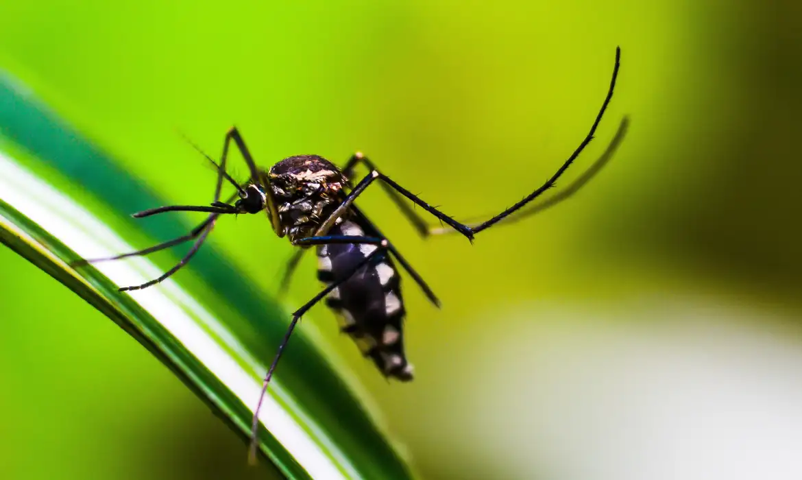 o mosquito da dengue