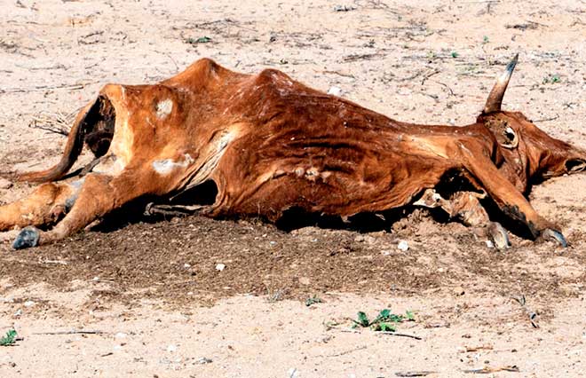 Projeto de Lunelli sobre destinação de carcaças de animais aprovado