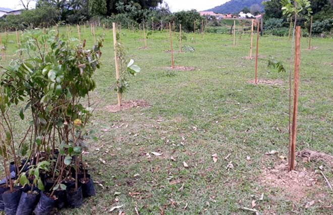 Recuperação da Mata Ciliar – Respeito aos rios e suas