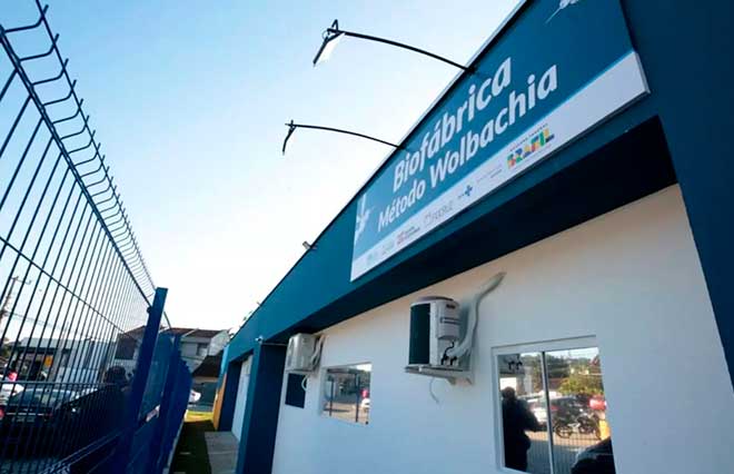 Uso de Wolbitos deve bloquear a transmissão do vírus da dengue pelo Aedes