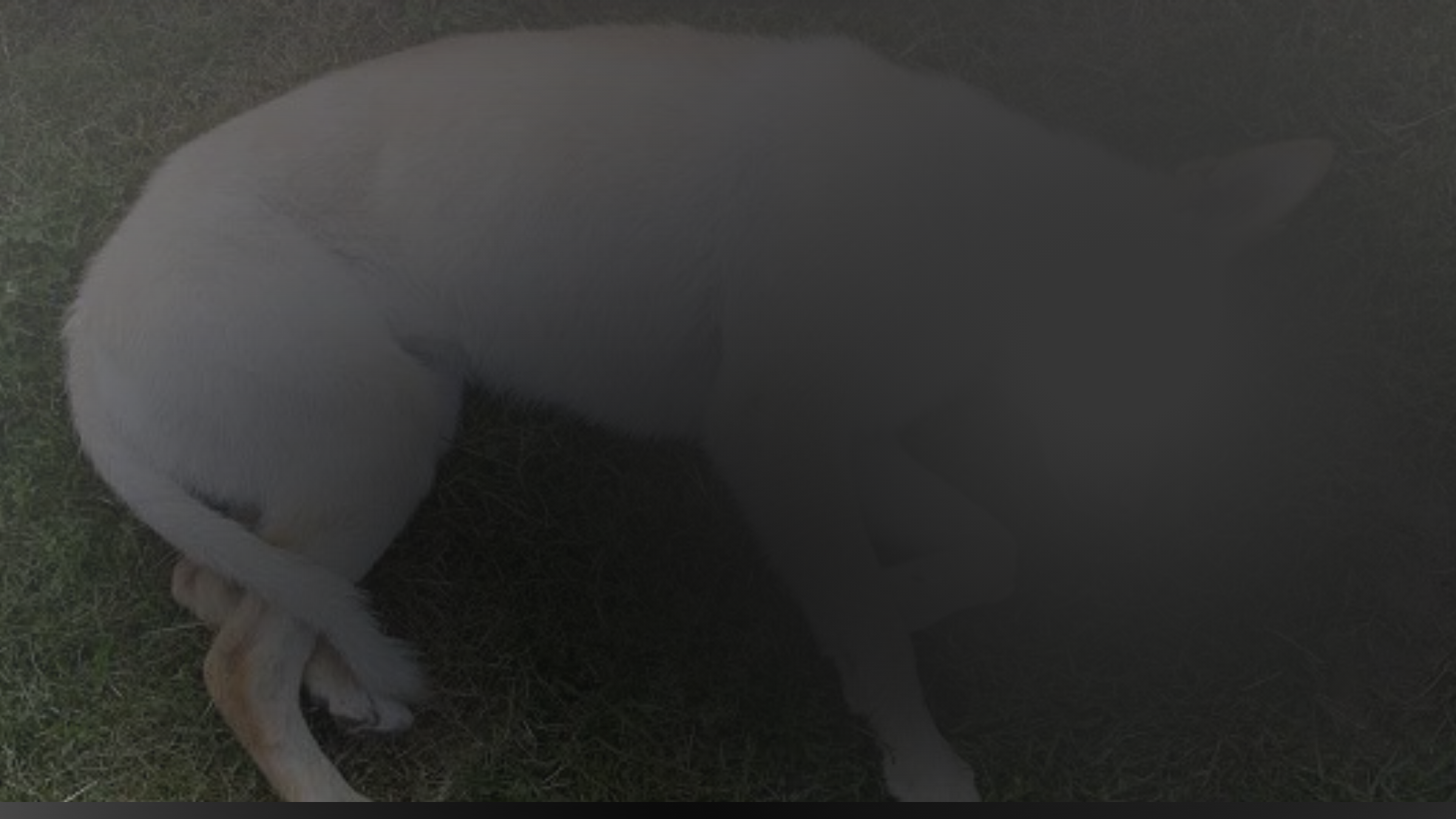 MPSC requisita inquérito policial para apurar morte de cachorro em Jaraguá do Sul