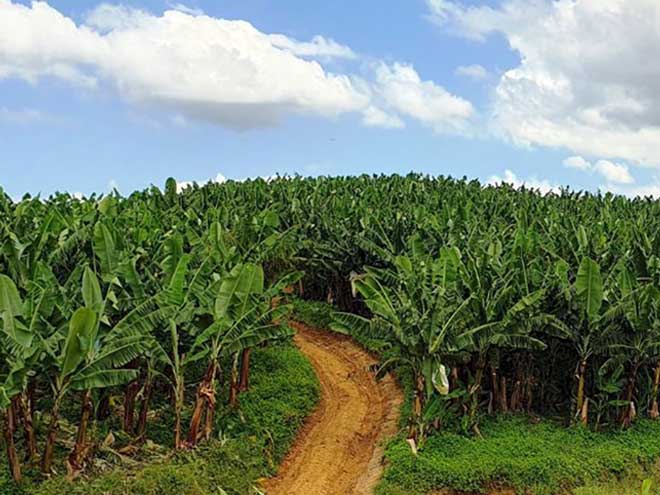 Litoral Norte lidera com 74% da produção catarinense de bananas