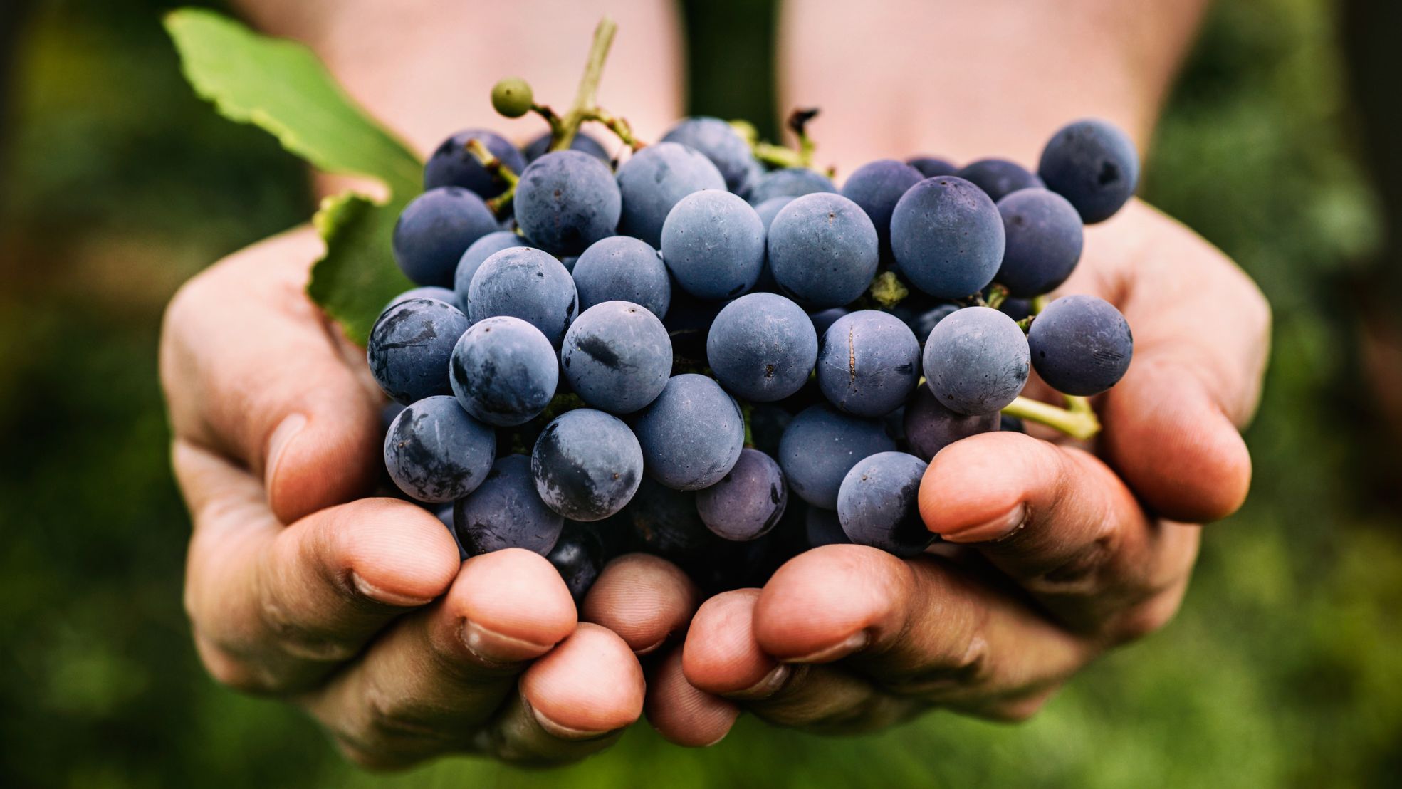Por que comer uvas na virada do ano é símbolo de sorte?