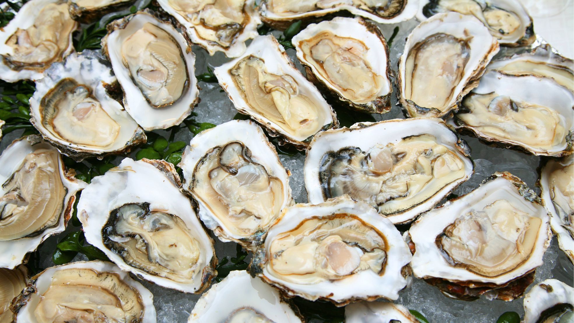 Cidasc alerta para risco de intoxicação por mexilhões em Santa Catarina