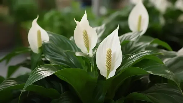Rega do Lírio da Paz quando e como devo hidratar a planta ornamental