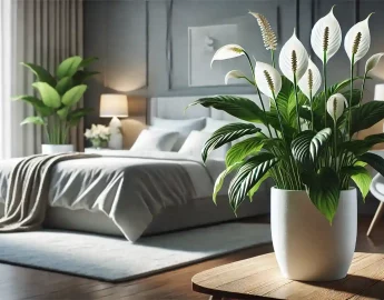 Como usar o lírio-da-paz no Feng Shui para purificar o ambiente