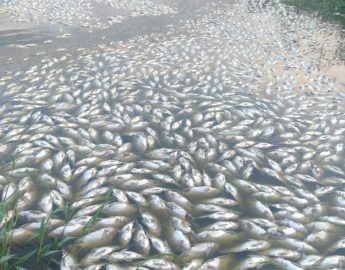 Falta de energia leva a morte de mais de 60 mil peixes em lagoas em Corupá