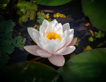 Como cuidar da flor-de-lótus e trazer equilíbrio ao seu lar