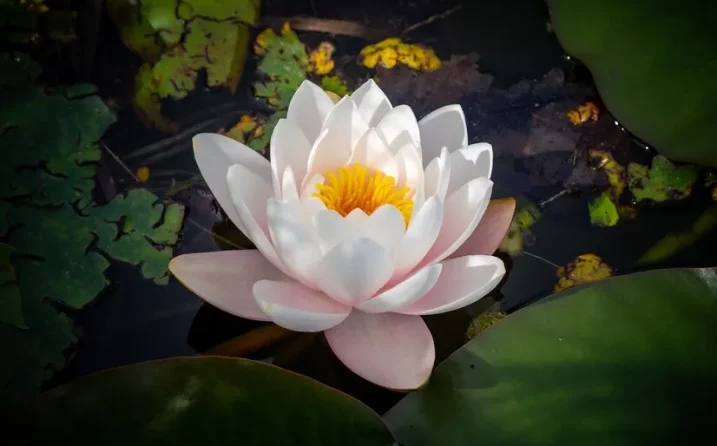 Como cuidar da flor-de-lótus e trazer equilíbrio ao seu lar