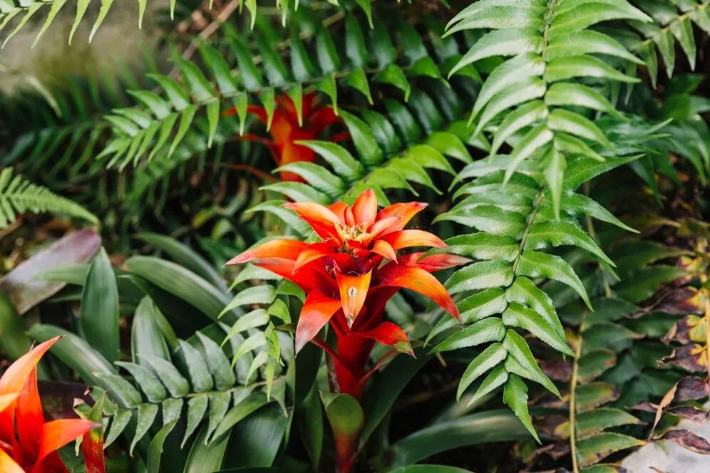 Tudo sobre o cultivo de bromélias e suas flores exóticas