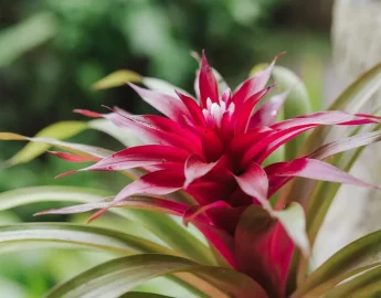Tudo sobre o cultivo de bromélias e suas flores exóticas
