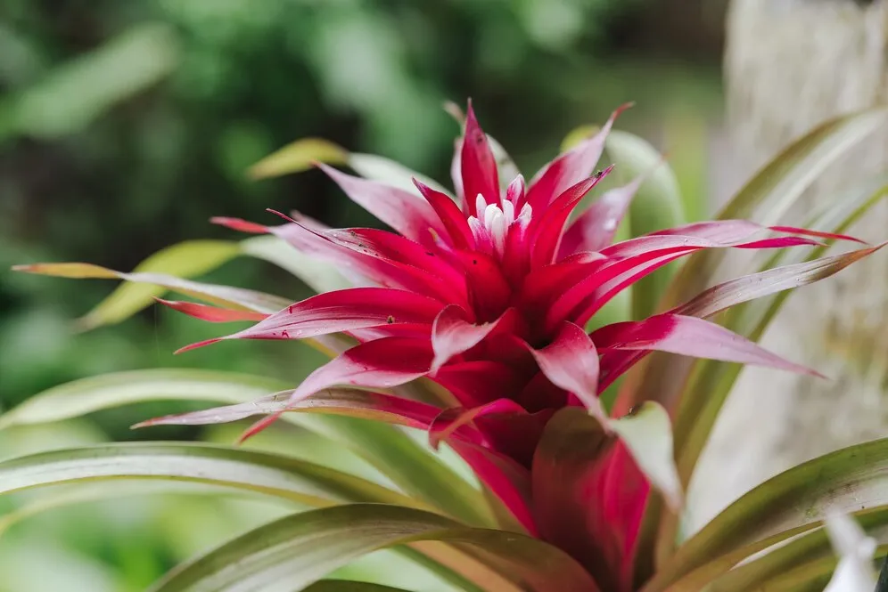 Tudo sobre o cultivo de bromélias e suas flores exóticas