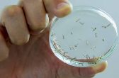 Apenas cinco bairros de Jaraguá do Sul não têm infestação de dengue