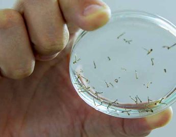 Apenas cinco bairros de Jaraguá do Sul não têm infestação de dengue