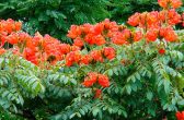 Fujama faz ação para eliminação da árvore espatódeas com flores tóxicas