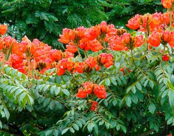 Fujama faz ação para eliminação da árvore espatódeas com flores tóxicas