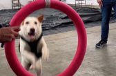 🐾 Scott: o cão que superou maus-tratos e hoje ajuda em ações educativas no Norte de SC