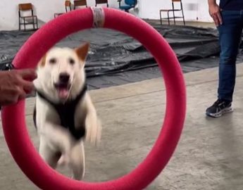 🐾 Scott: o cão que superou maus-tratos e hoje ajuda em ações educativas no Norte de SC