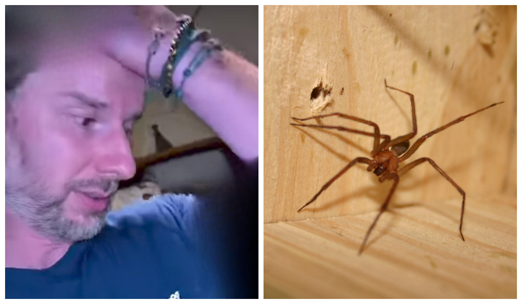 Aranhas-marrom em quarto alugado assustam biólogo durante curso em Curitiba; ele dormiu no carro