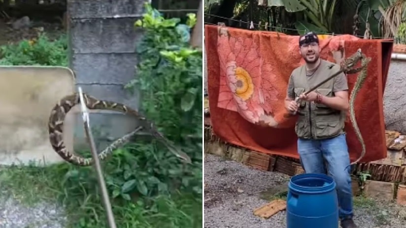 Jaraguaenses encontram uma das cobras mais perigosas do país no quintal