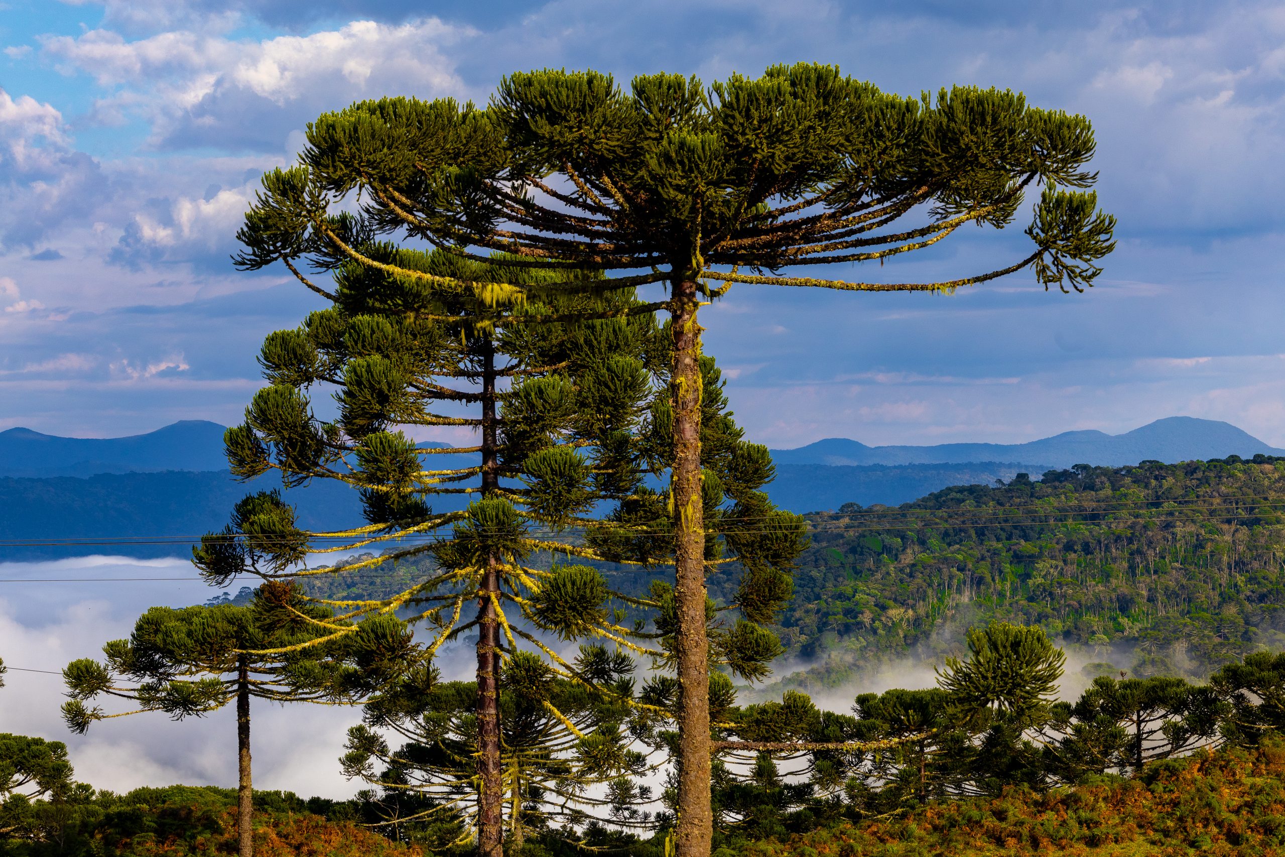 Santa Catarina é o estado mais acolhedor do Brasil em 2025!