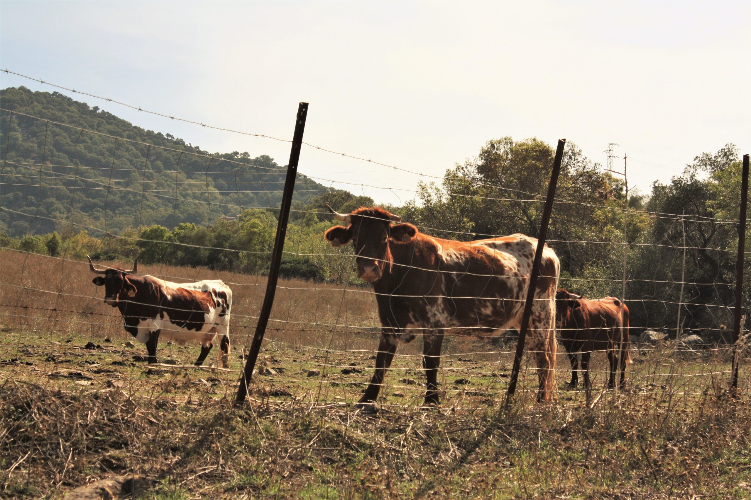 Alerta em Schroeder: Animais mancando podem indicar mal-de-ano. Veja os bairros afetados e as medidas de prevenção.