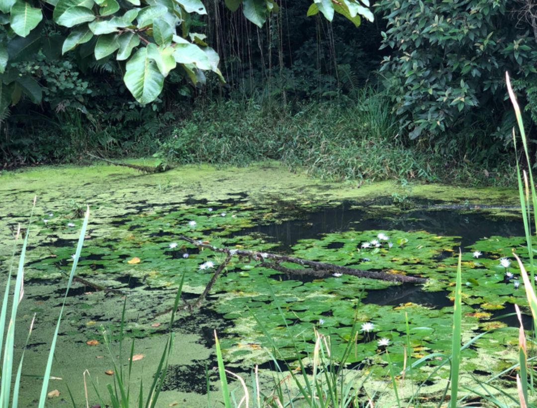 Guaramirim vai ganhar Horto Florestal com foco em lazer, educação e arborização; veja detalhes