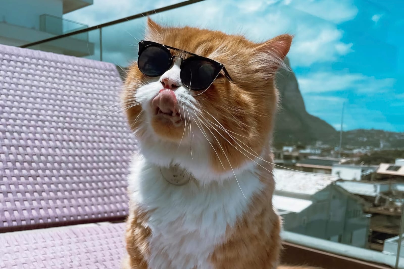 Gato Ravioli, de pelagem laranja e branca, usando óculos escuros em uma varanda