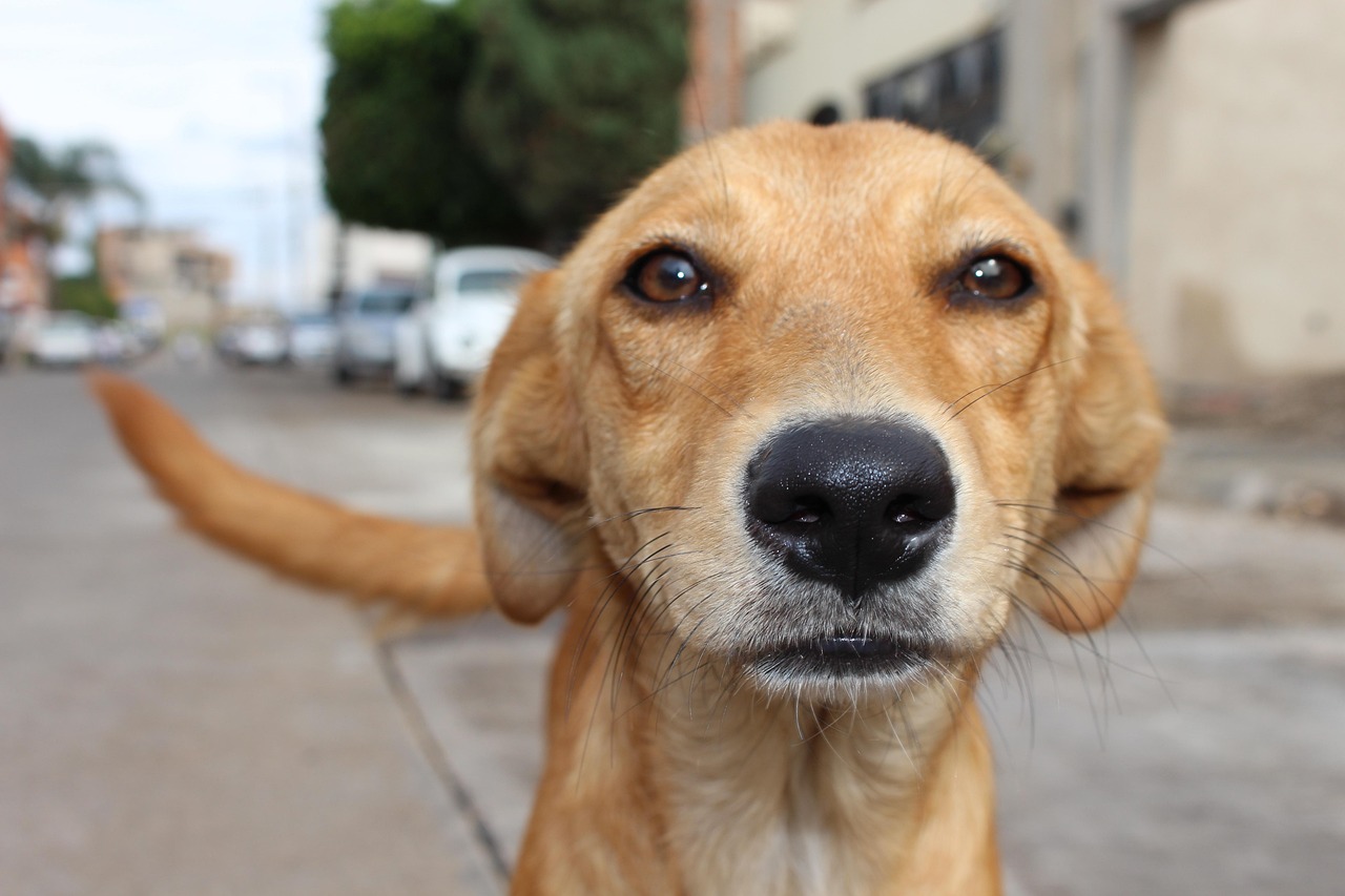 Maus-tratos a animais: nova lei em SC vai fazer agressor pagar todos os custos de recuperação