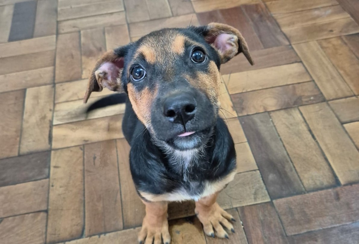 Filhote de cachorro de pelo preto e caramelo olhando para a câmera em piso de madeira