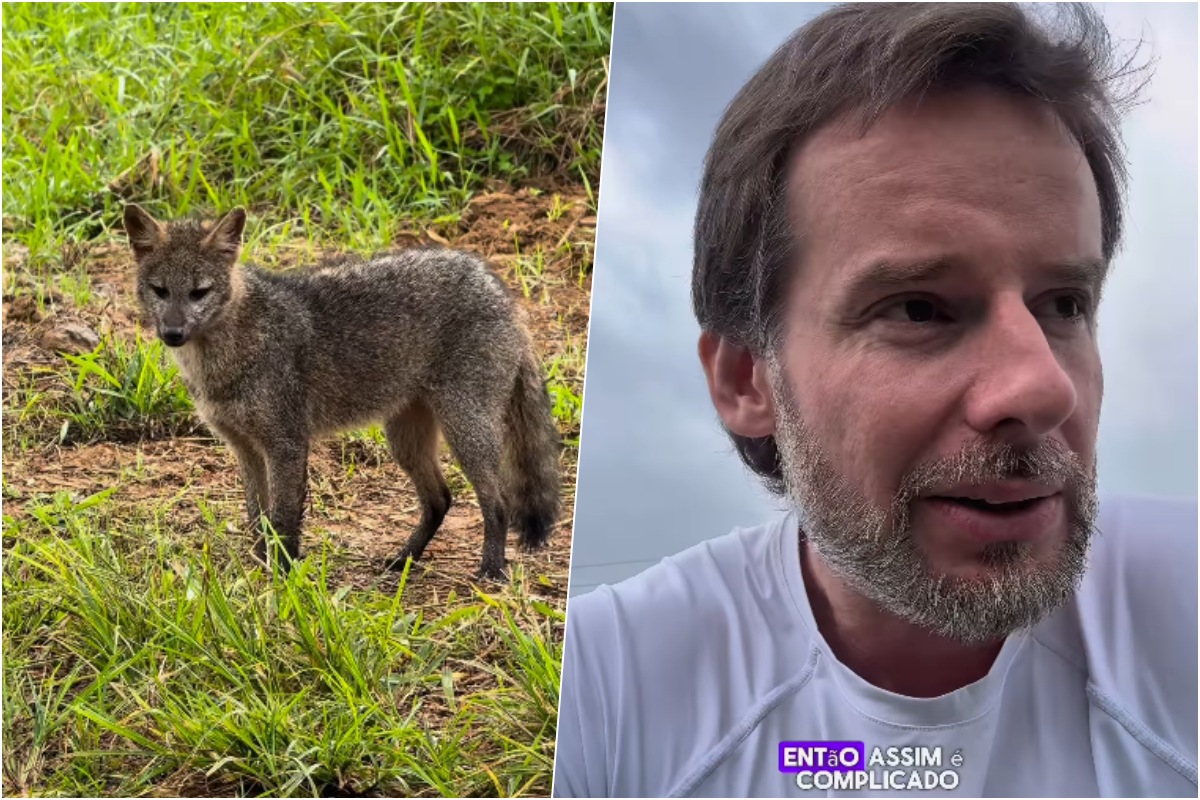 Biólogo Christian Raboch Lempek ao lado de graxaim avistado em área urbana de Jaraguá do Sul