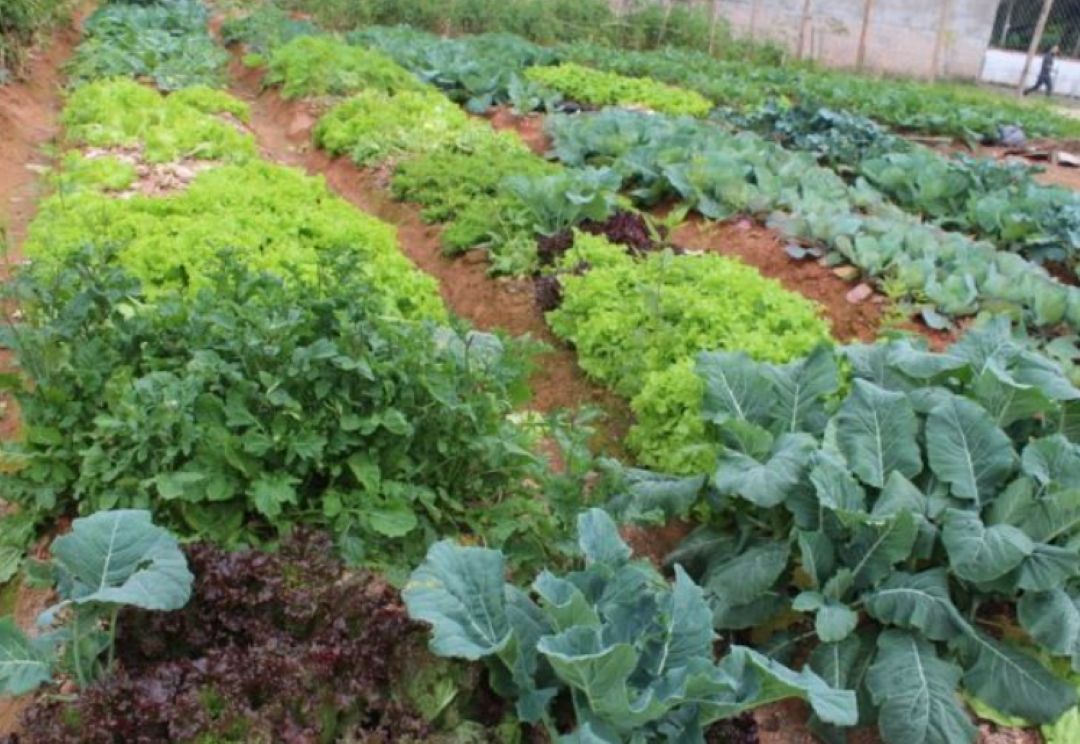 Vereador propõe horta comunitária no bairro Ribeirão Cavalo e destaca impacto social e ambiental