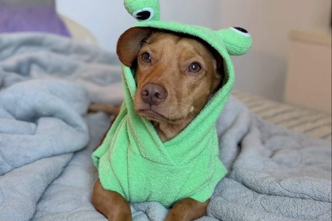 Mnateiga veste roupão verde com capuz de sapo