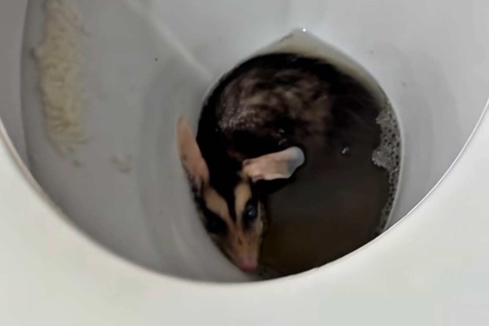 VÍDEO: biólogo de Jaraguá resgata gambá preso em privada de empresa