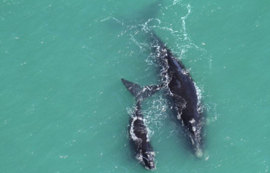 Saiba tudo sobre a observação de baleias em Santa Catarina: onde e quando encontrá-las