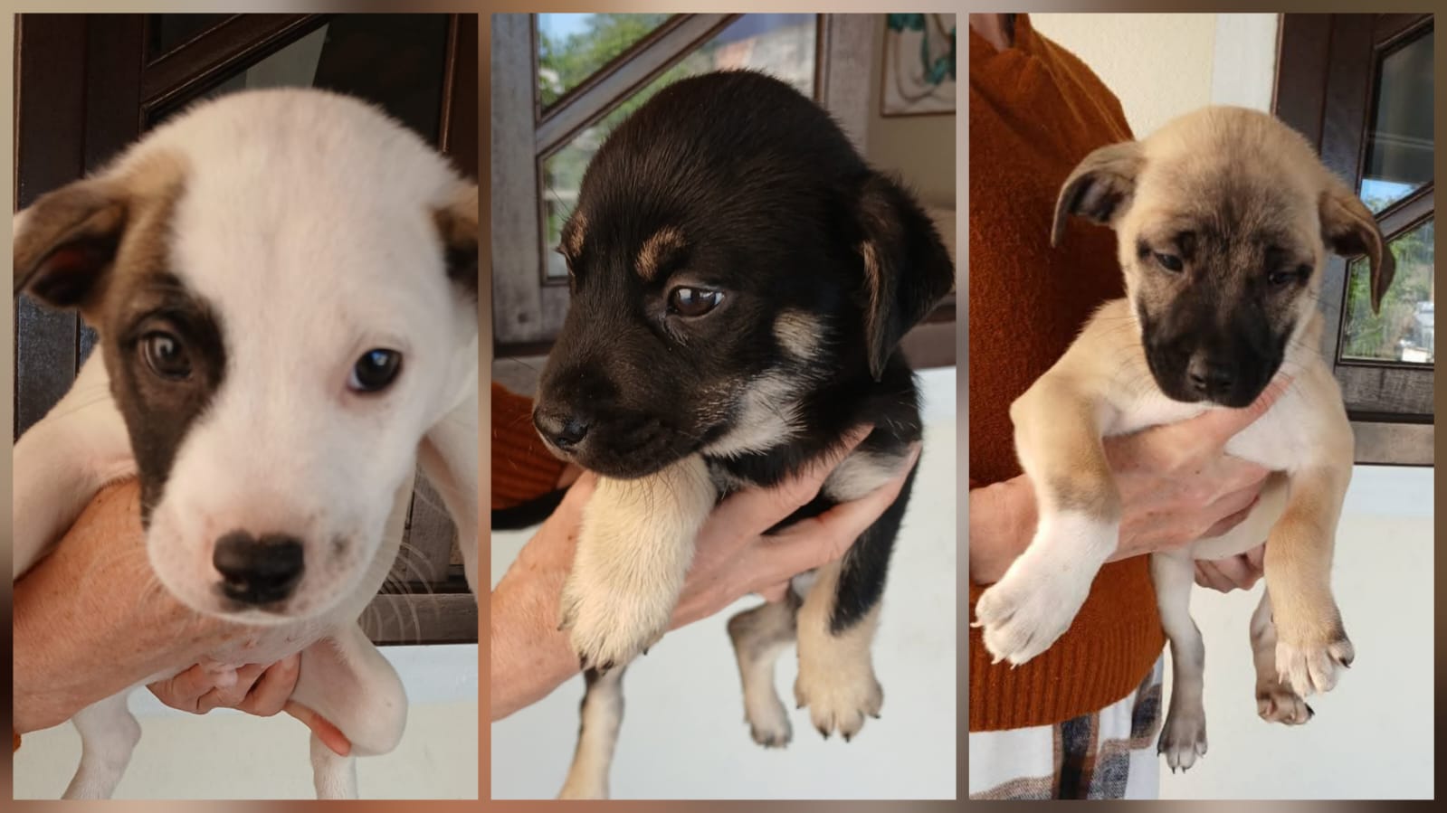 ‘Me leva pra casa?’ Conheça 8 filhotes que aguardam adoção em Jaraguá do Sul