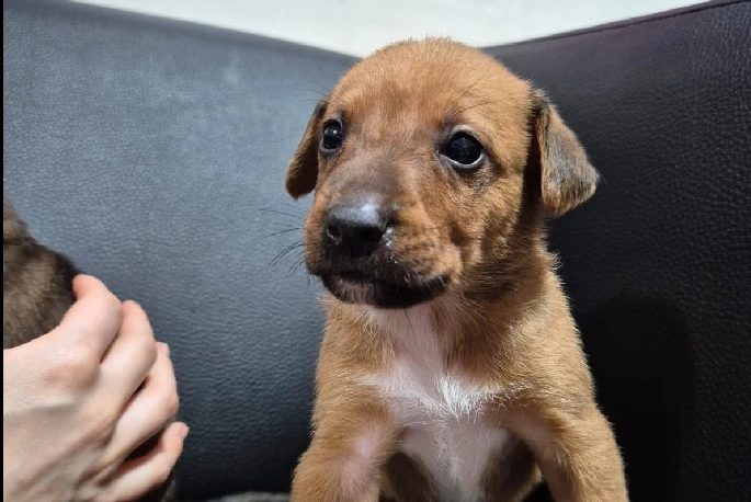 Quer adotar um pet? Sábado (13) tem feira de adoção na Praça Ângelo Piazera