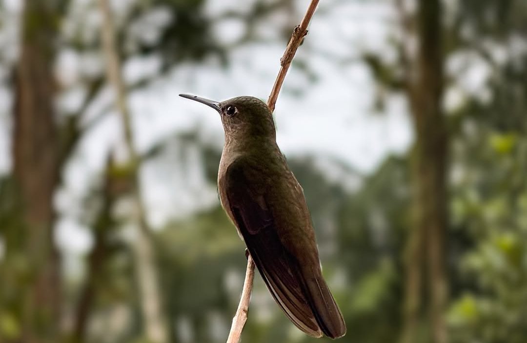 Vídeo: momento raro entre beija-flores é flagrado em SC